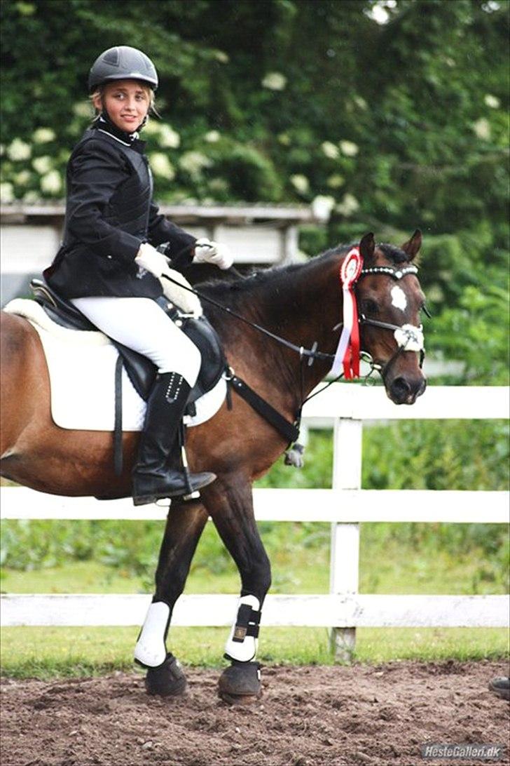 Welsh Pony af Cob-type (sec C) Gribsvads Tango<3 R.I.P billede 20