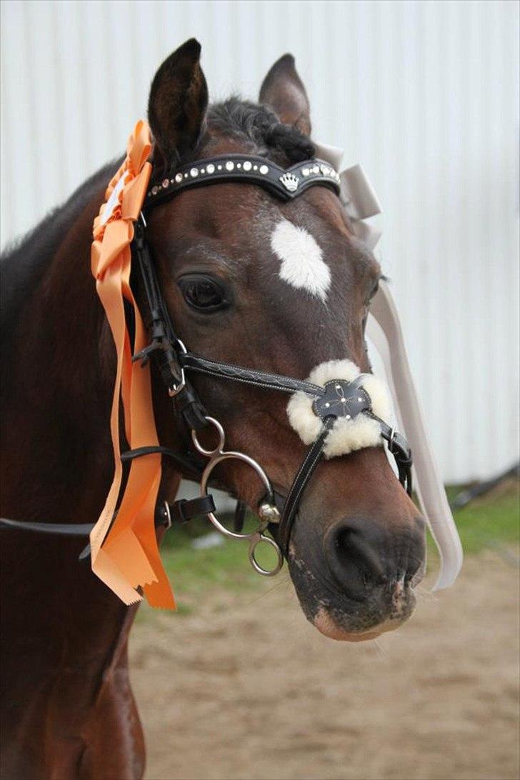 Welsh Pony af Cob-type (sec C) Gribsvads Tango<3 R.I.P billede 6