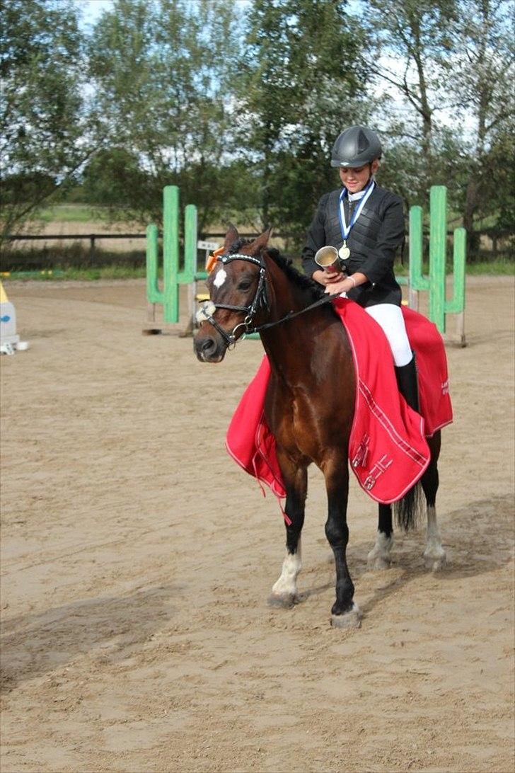 Welsh Pony af Cob-type (sec C) Gribsvads Tango<3 R.I.P billede 13