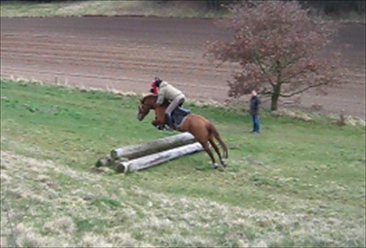 Anden særlig race Barcardi - Langå 2012 billede 18