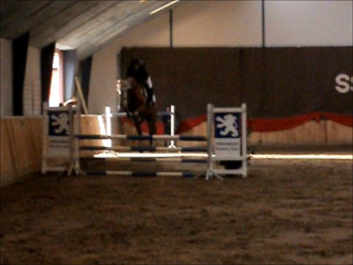 Welsh Partbred (Sec F) Indrino - ULC eller LC, SSRK :) billede 6