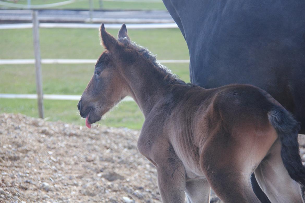 Dansk Varmblod Godskesens Dream Boy - Velkommen til Dreamer's profil :) billede 2