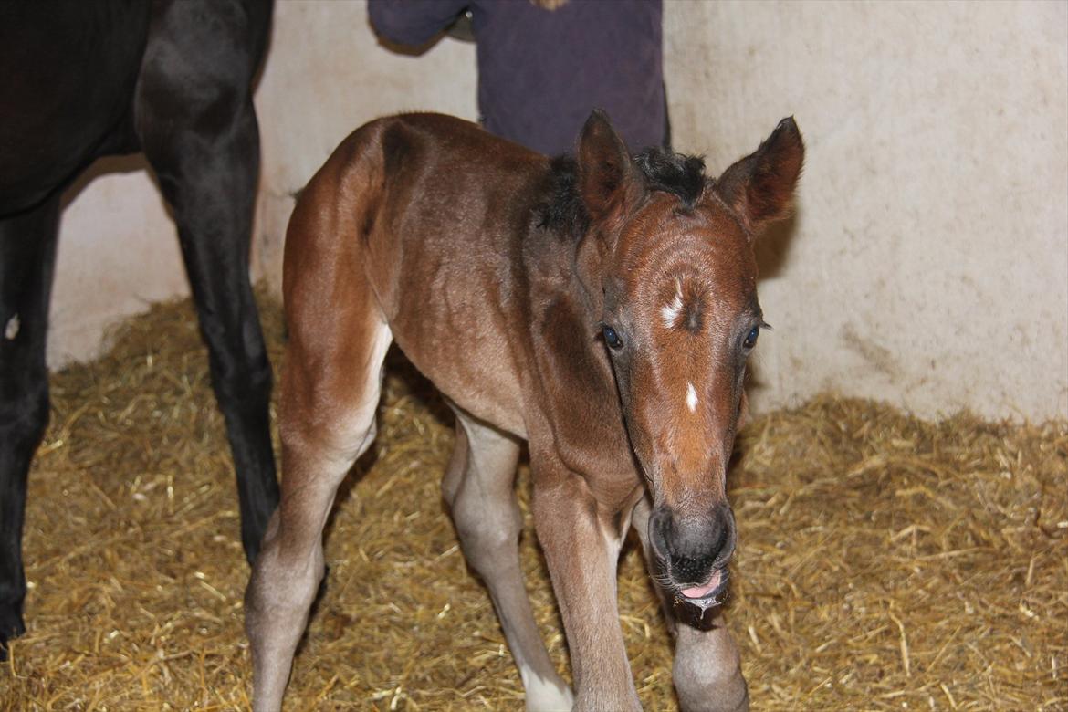 Dansk Varmblod Godskesens Dream Boy billede 3