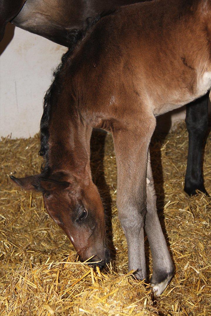 Dansk Varmblod Godskesens Dream Boy billede 4