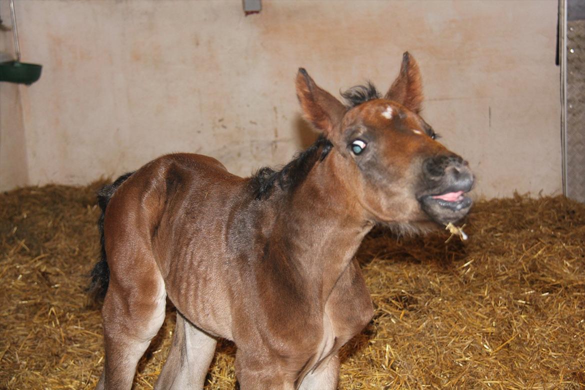 Dansk Varmblod Godskesens Dream Boy - Smil, med mælkeskæg :D billede 5