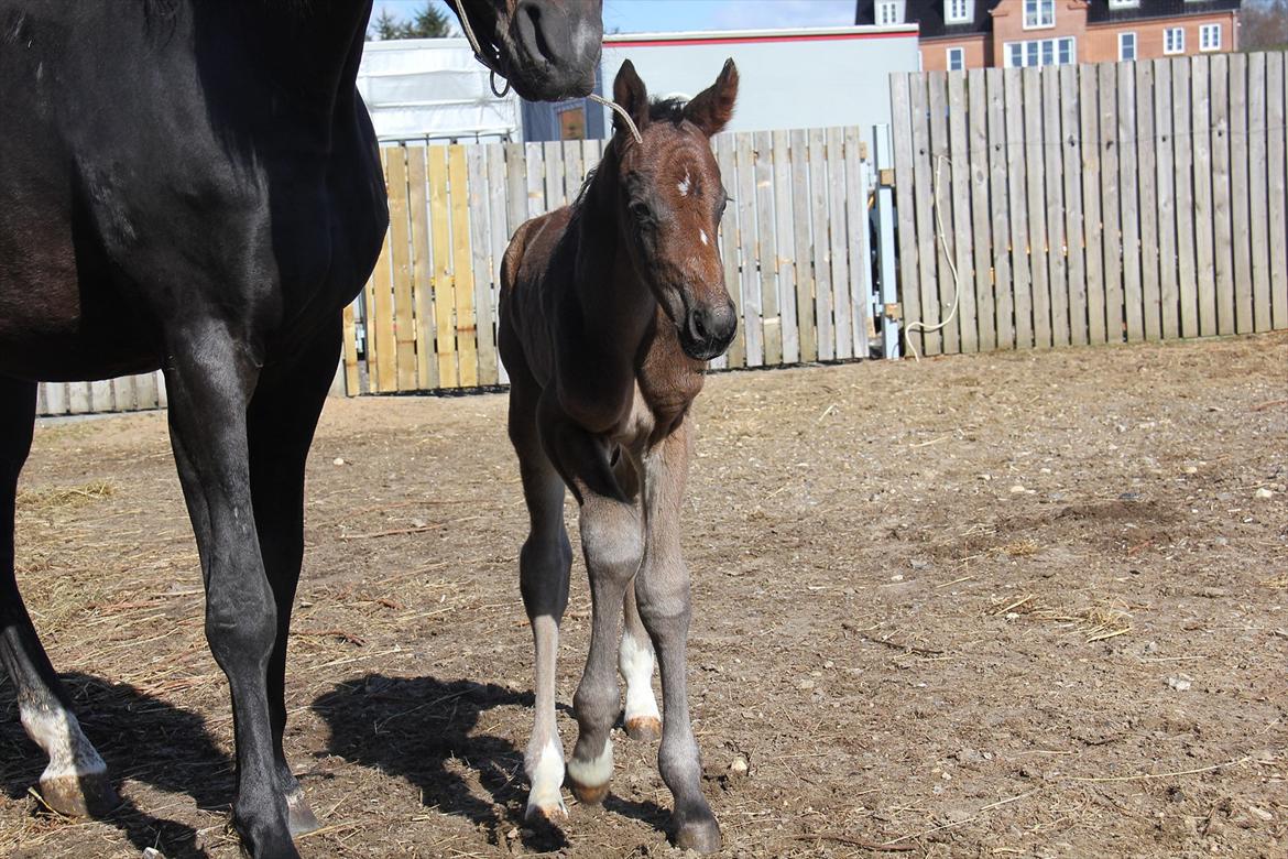 Dansk Varmblod Godskesens Dream Boy billede 6