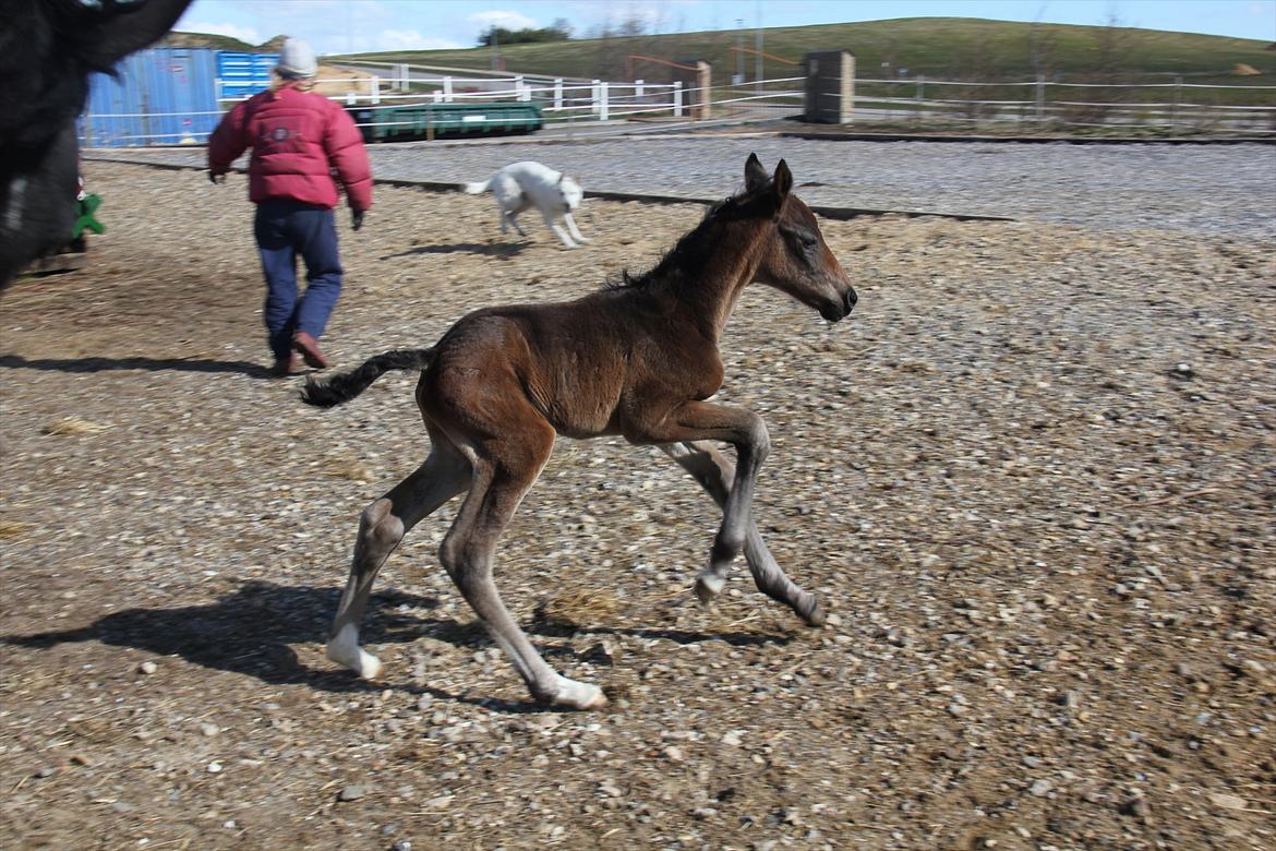 Dansk Varmblod Godskesens Dream Boy - Juhuu! billede 7