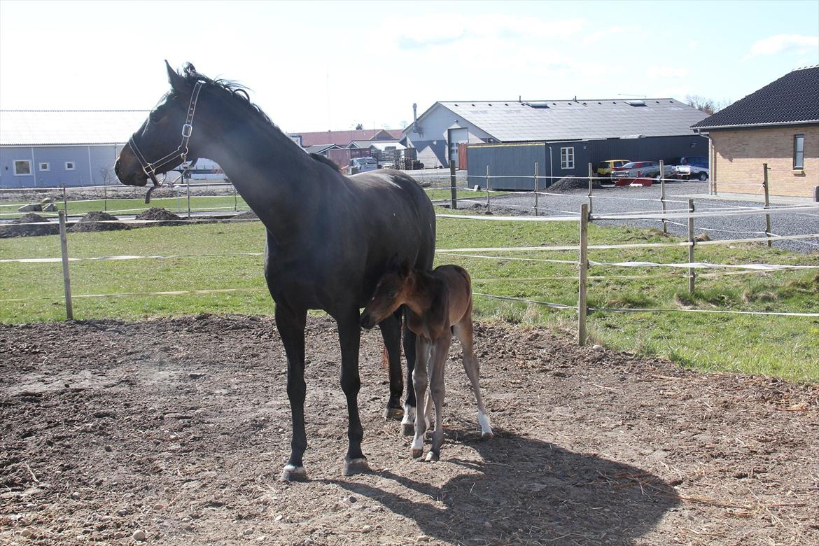 Dansk Varmblod Godskesens Dream Boy billede 8