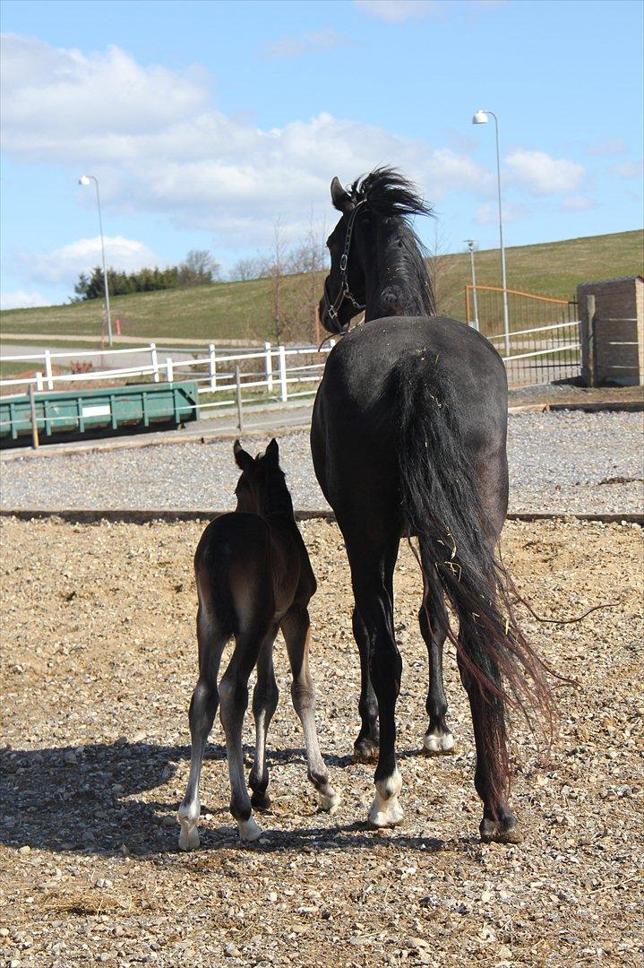 Dansk Varmblod Godskesens Dream Boy billede 9