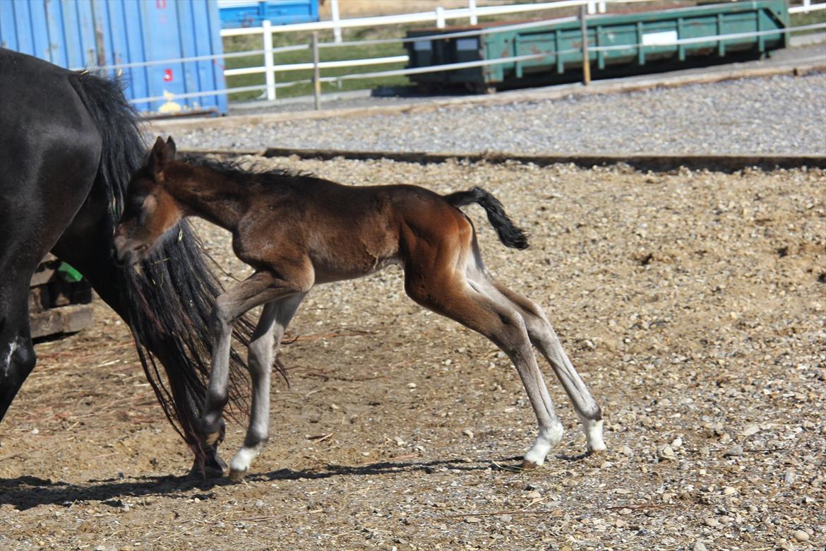 Dansk Varmblod Godskesens Dream Boy - Fuld fart fremad! billede 10