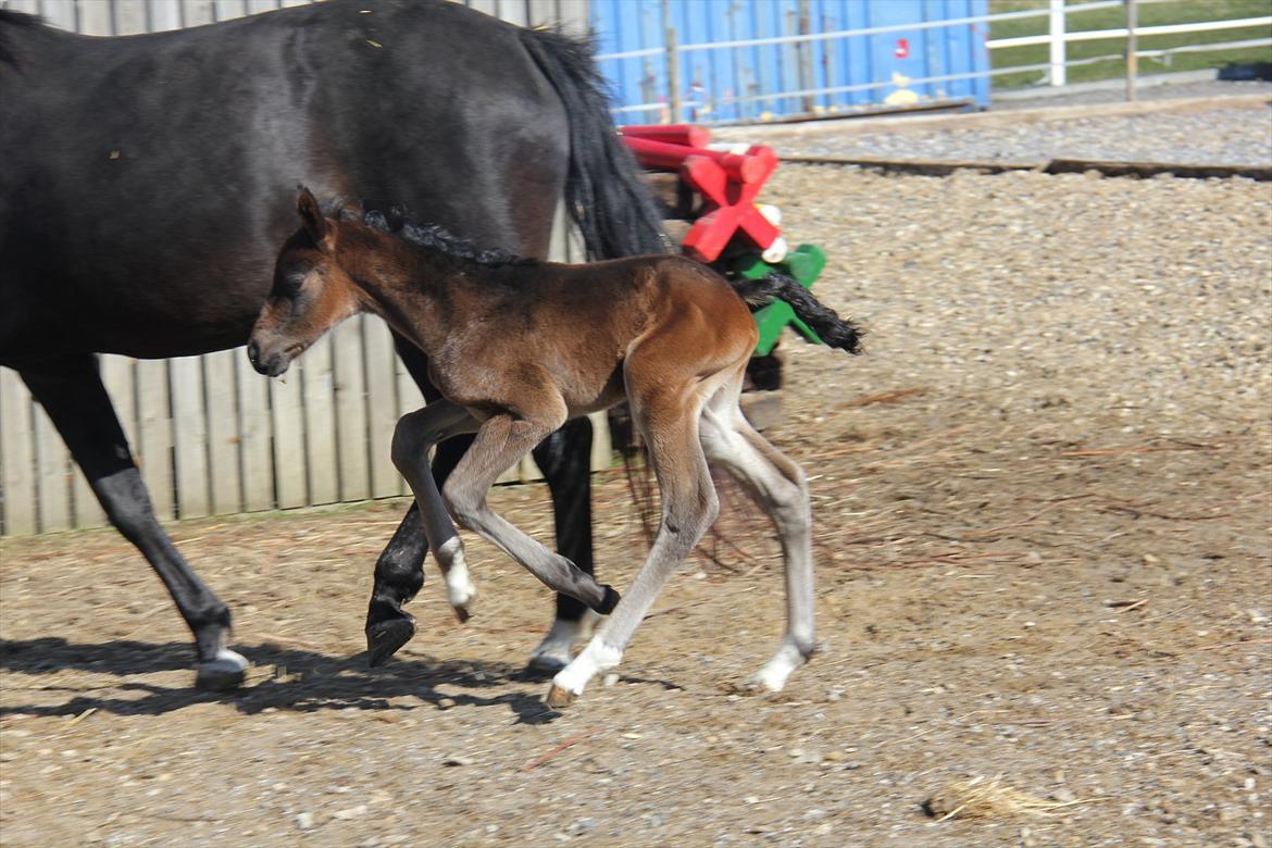 Dansk Varmblod Godskesens Dream Boy billede 11