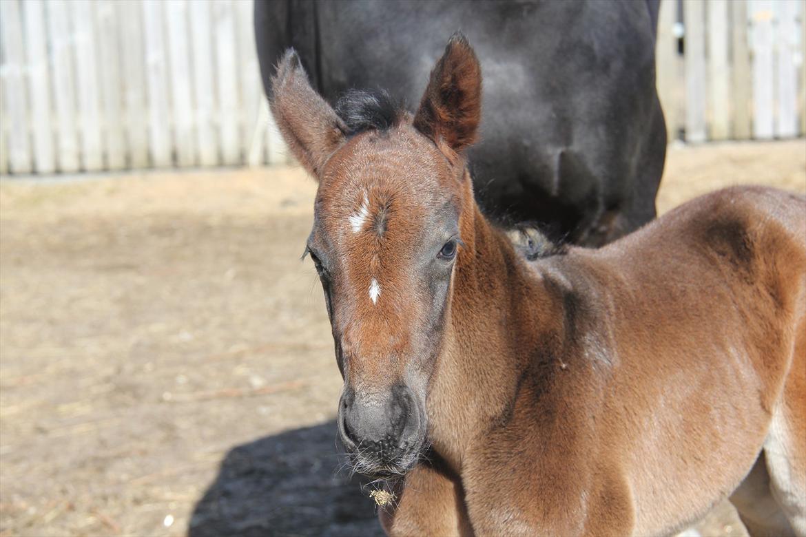 Dansk Varmblod Godskesens Dream Boy billede 12