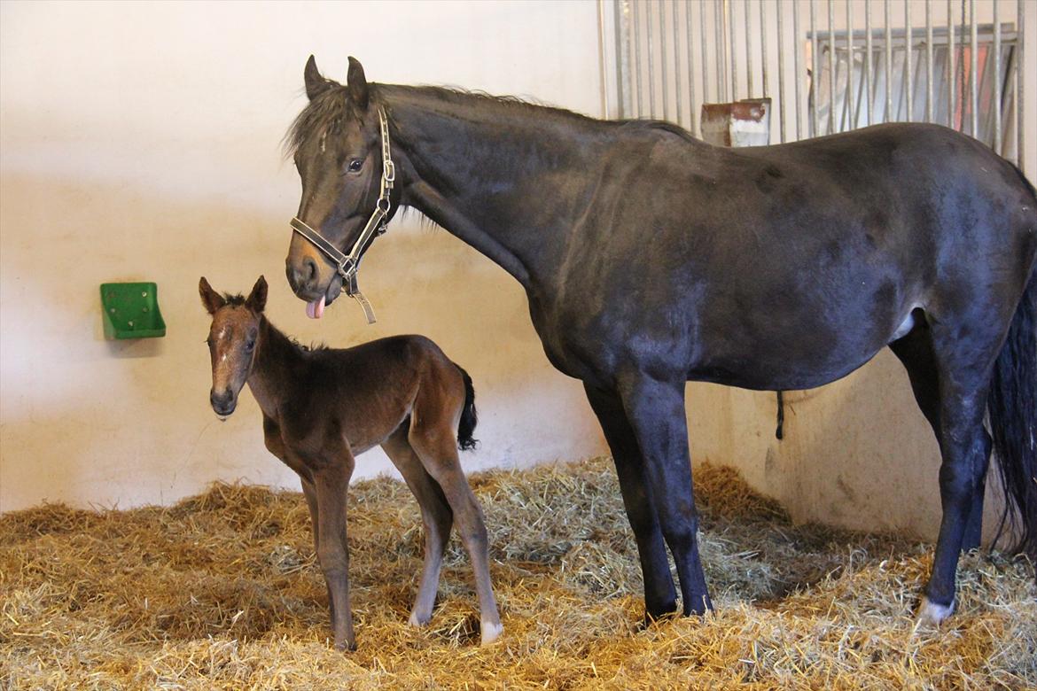 Dansk Varmblod Godskesens Dream Boy - 12 timer gammel. billede 13