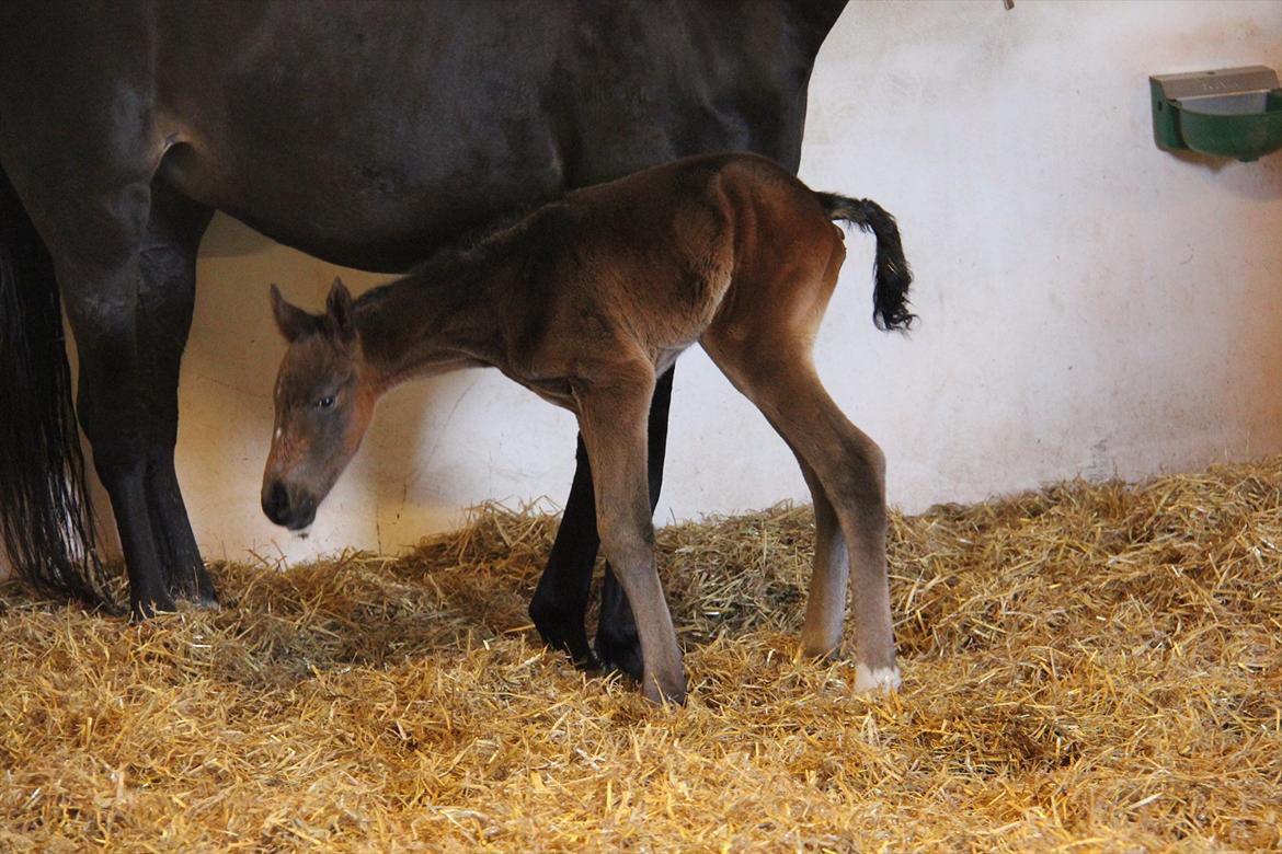 Dansk Varmblod Godskesens Dream Boy - 12 timer gammel. billede 14