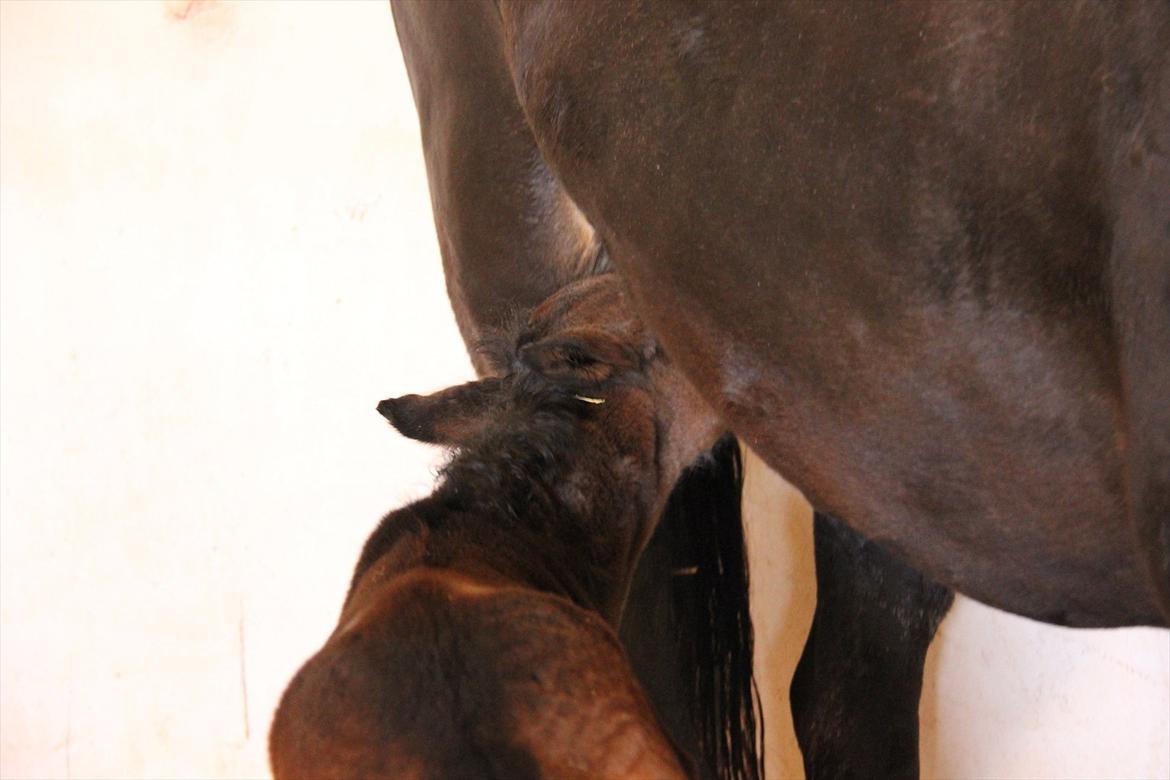 Dansk Varmblod Godskesens Dream Boy - 12 timer gammel. billede 15