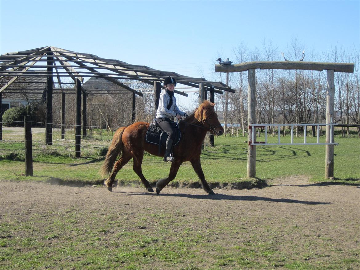 Islænder Leiknir fra Ærø - Min prins<3 billede 3