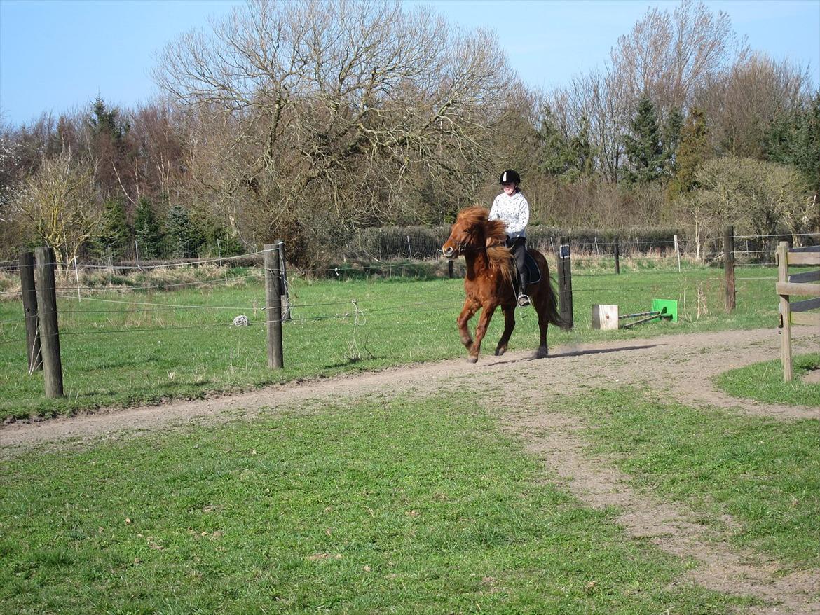 Islænder Leiknir fra Ærø - Galop<3 billede 8
