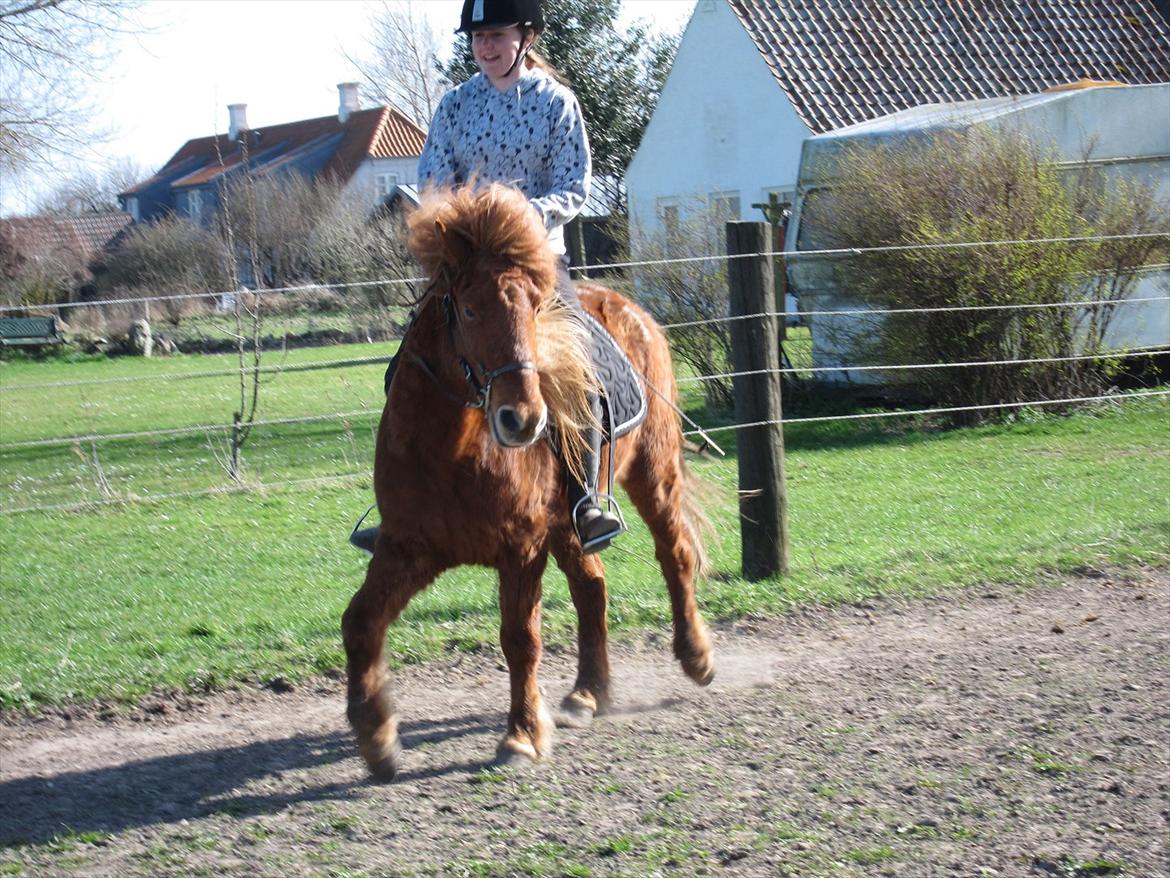 Islænder Leiknir fra Ærø billede 5