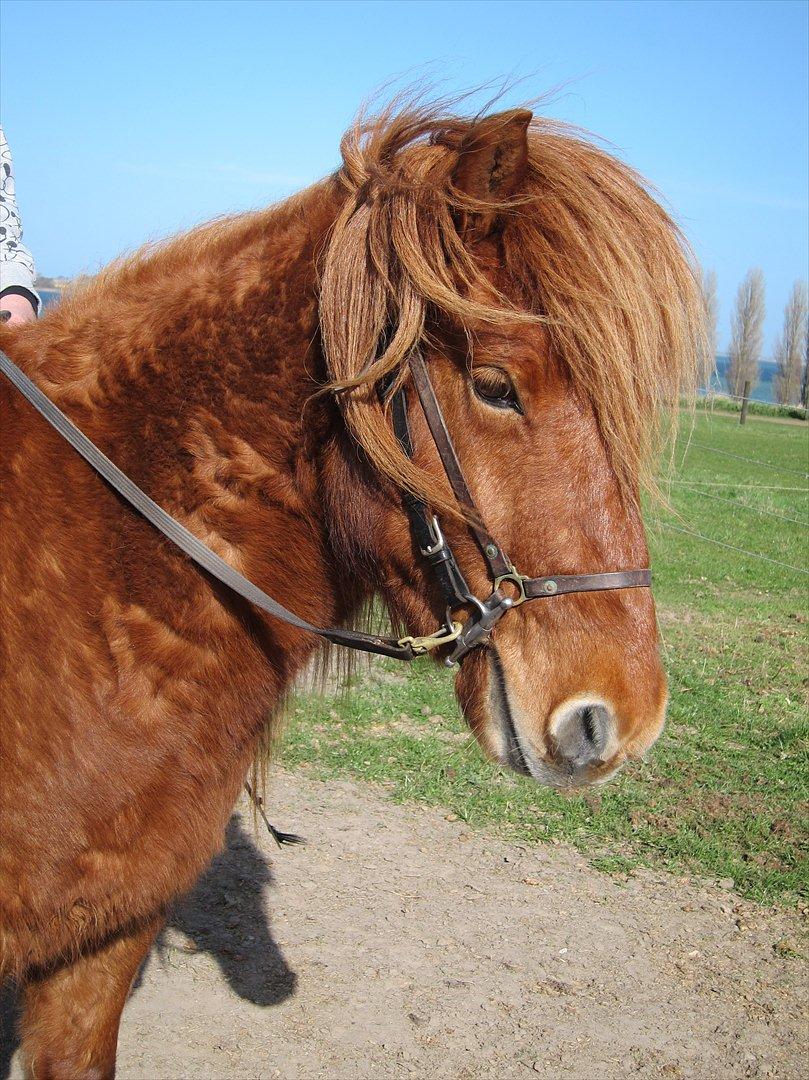 Islænder Leiknir fra Ærø - <3<3 billede 1