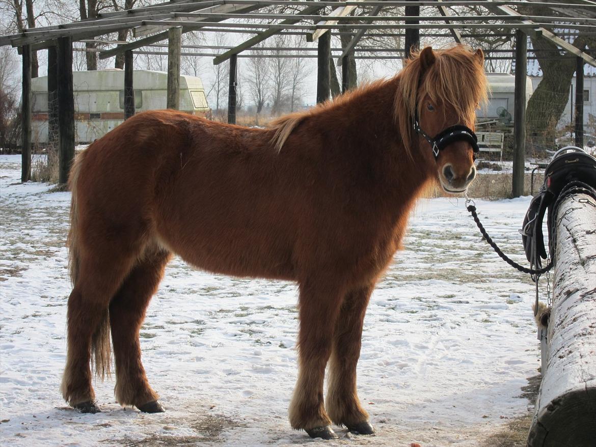 Islænder Leiknir fra Ærø billede 6