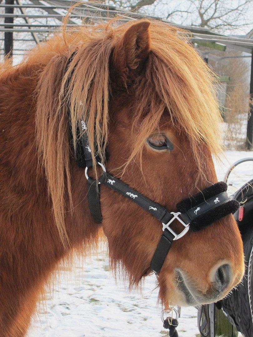 Islænder Leiknir fra Ærø billede 7