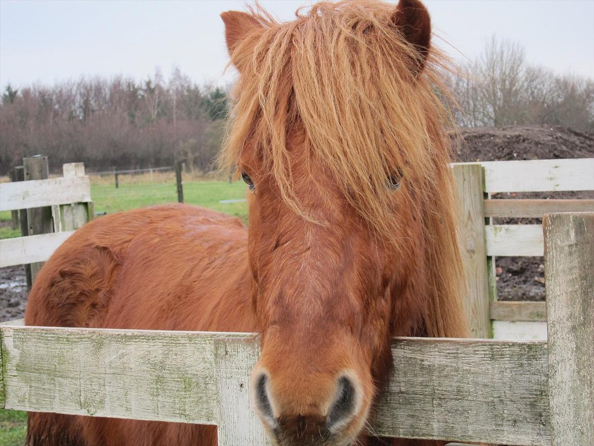 Islænder Leiknir fra Ærø billede 4