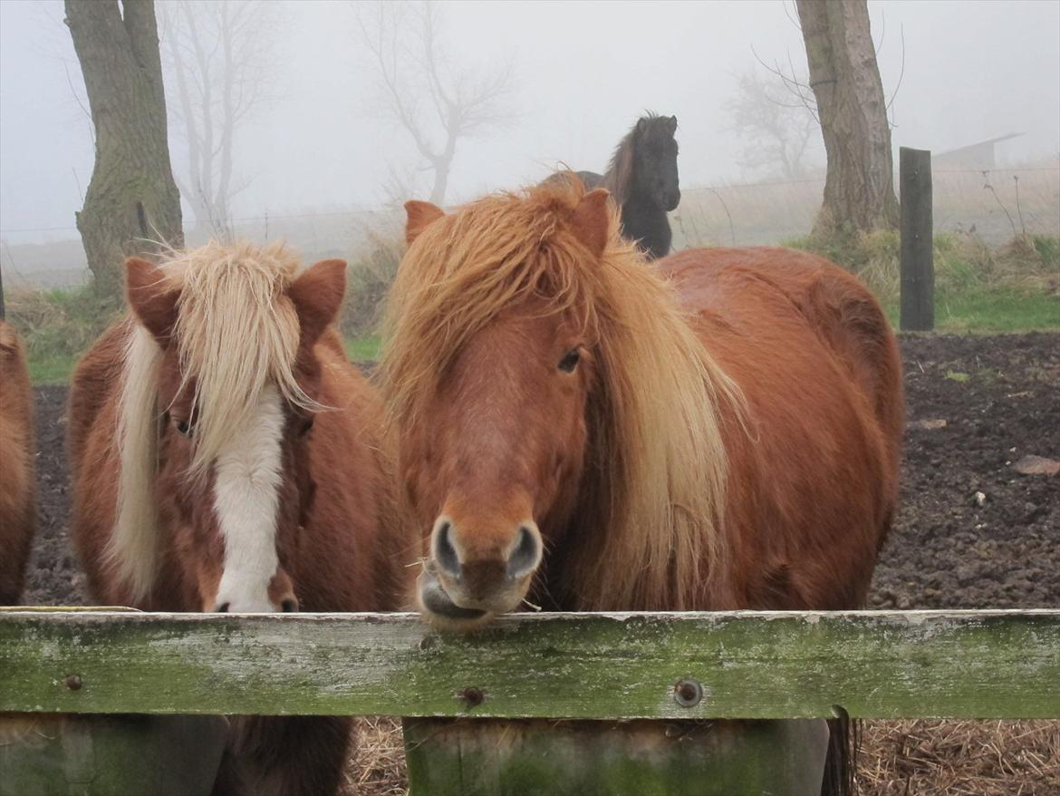 Islænder Leiknir fra Ærø billede 9