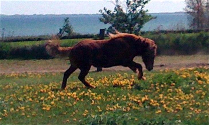 Islænder Leiknir fra Ærø billede 10