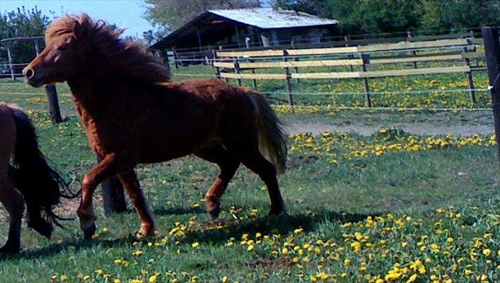 Islænder Leiknir fra Ærø billede 11