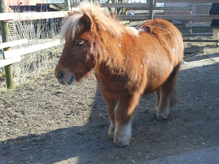 Shetlænder Snefnug(passepony) - På fold! billede 20