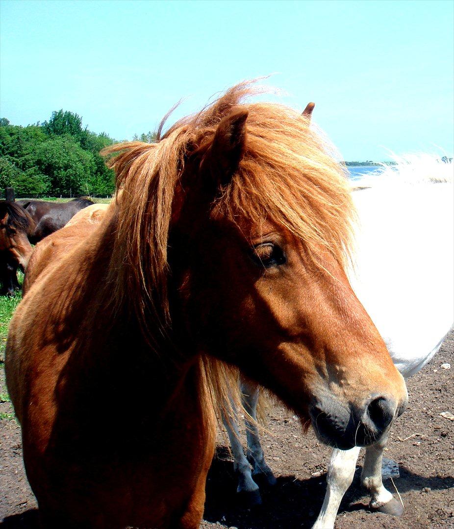 Islænder Leiknir fra Ærø billede 12
