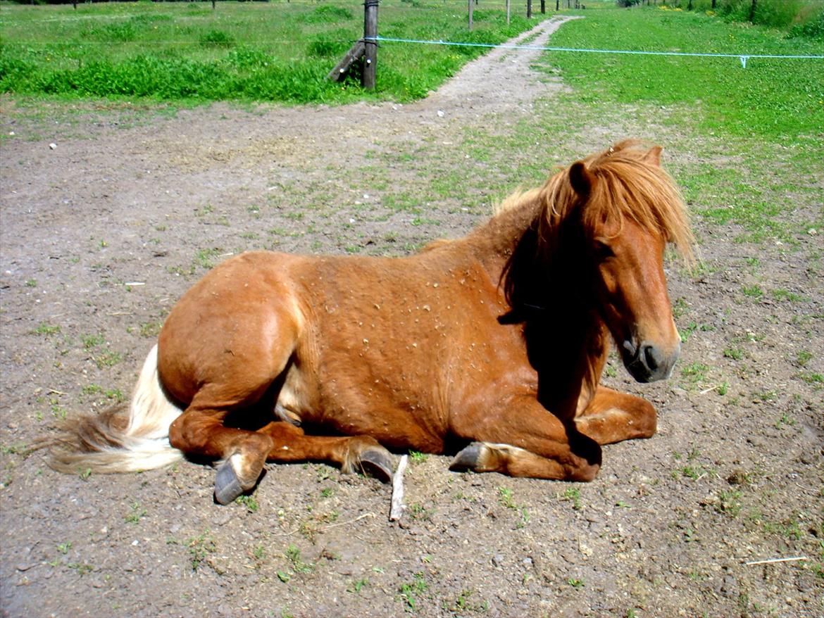 Islænder Leiknir fra Ærø billede 13