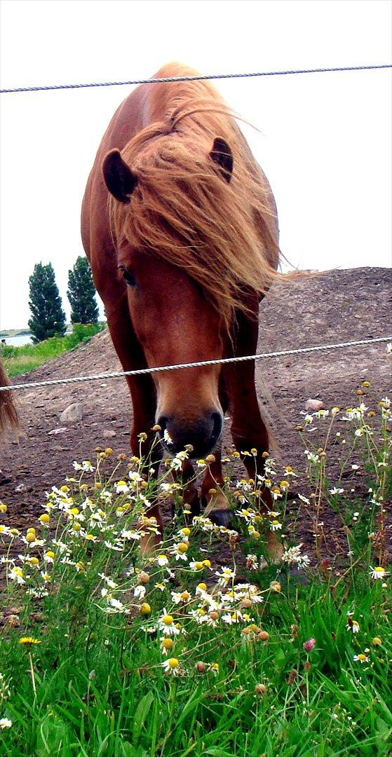 Islænder Leiknir fra Ærø billede 14