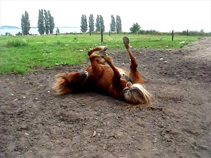 Islænder Leiknir fra Ærø billede 15