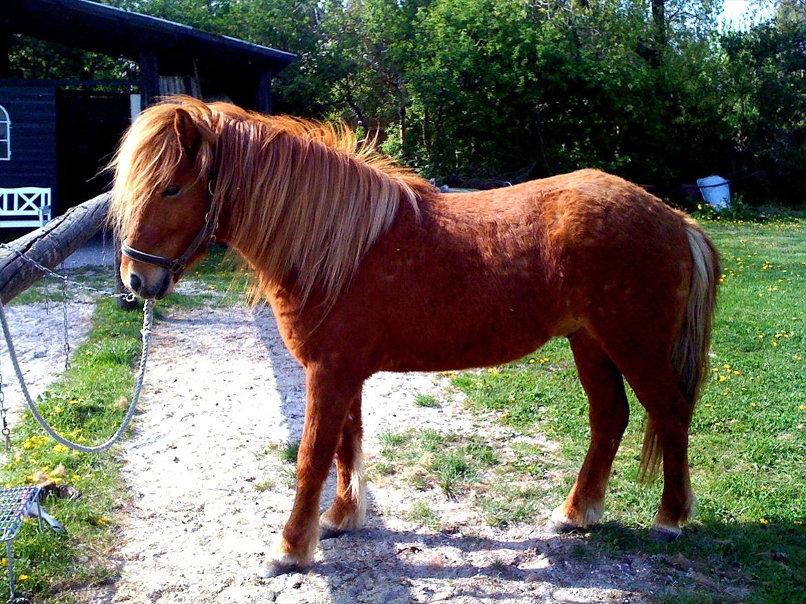 Islænder Leiknir fra Ærø billede 16