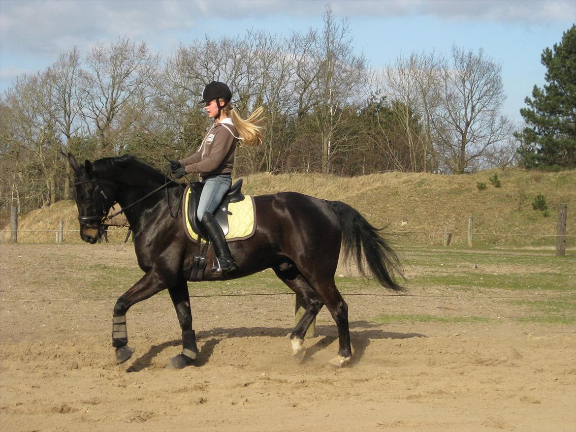 Dansk Varmblod San Diego V. billede 12