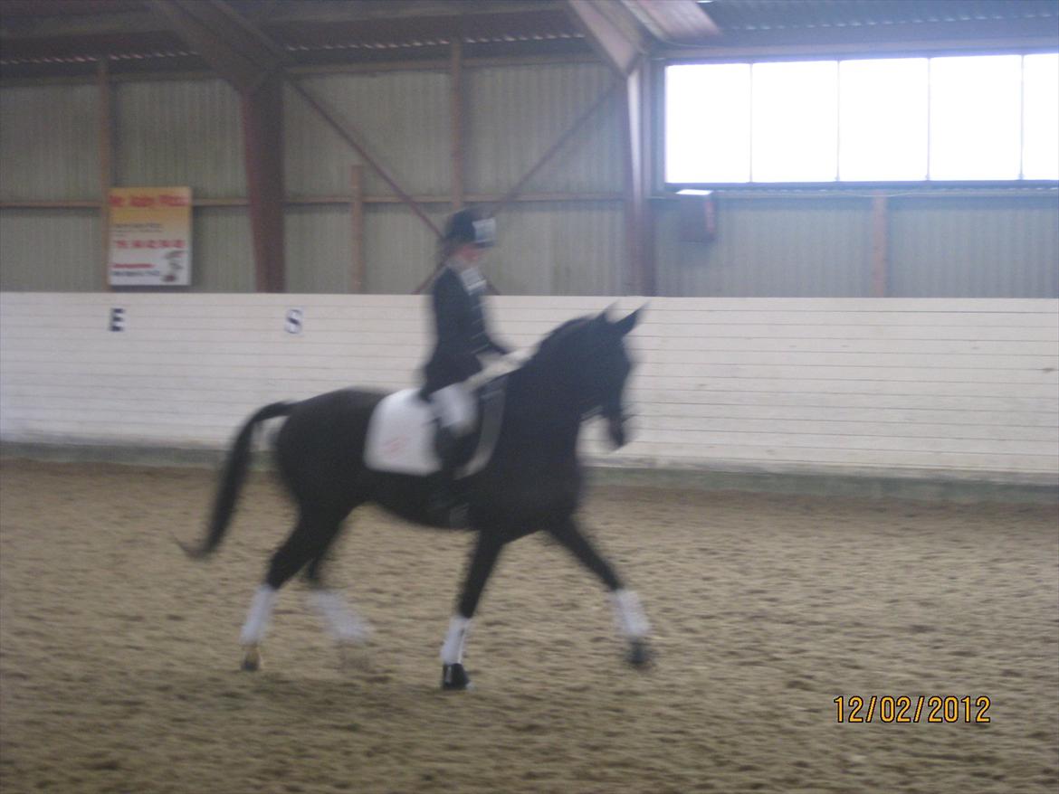 Dansk Varmblod San Diego V. billede 13