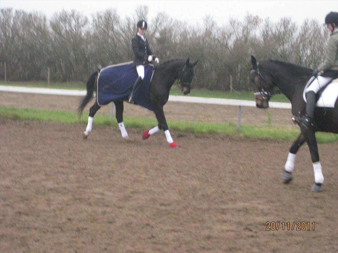 Dansk Varmblod San Diego V. billede 14