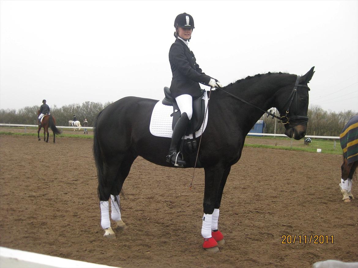 Dansk Varmblod San Diego V. billede 15