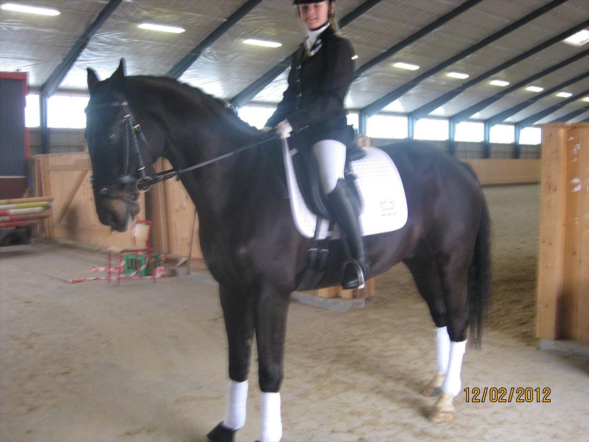 Dansk Varmblod San Diego V. billede 16