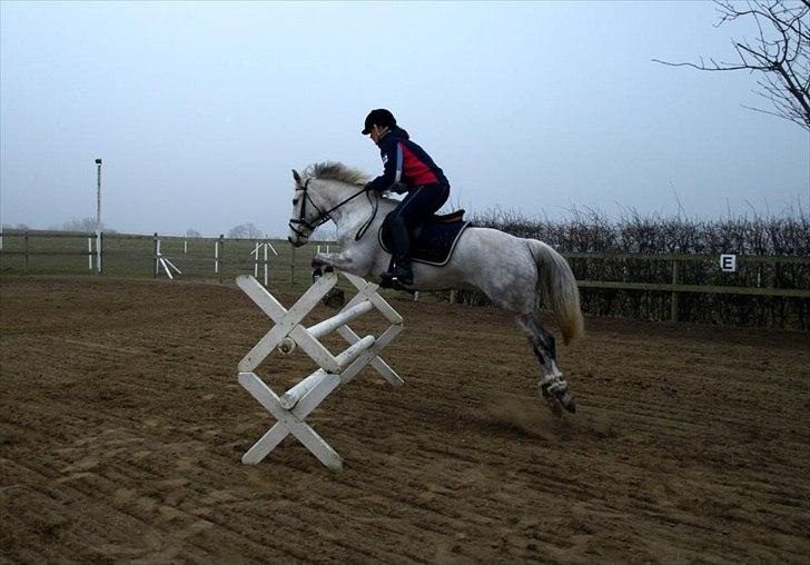 Connemara Thamdrup's Real Joy (solgt) - Vi tager lige en MB i første hug! billede 3