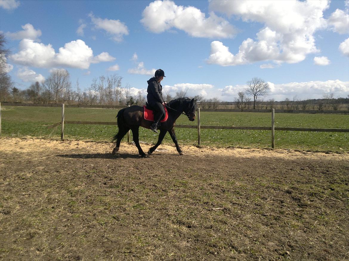 New Forest Stackarps Pablo NFH 139 billede 11