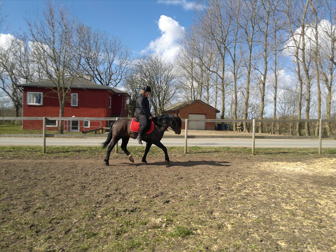 New Forest Stackarps Pablo NFH 139 billede 10