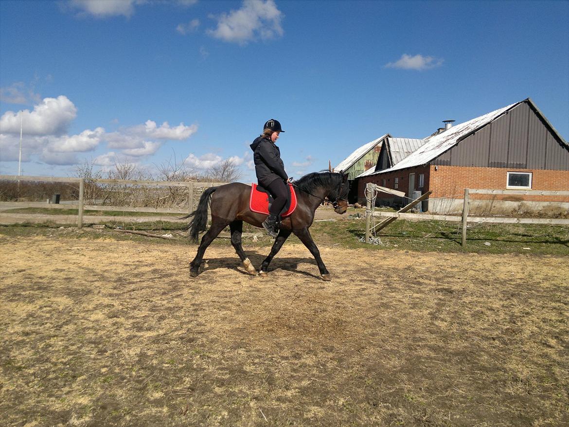 New Forest Stackarps Pablo NFH 139 billede 13