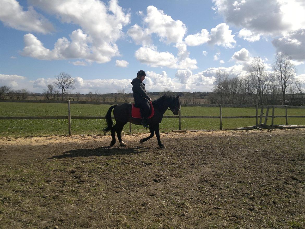 New Forest Stackarps Pablo NFH 139 billede 14