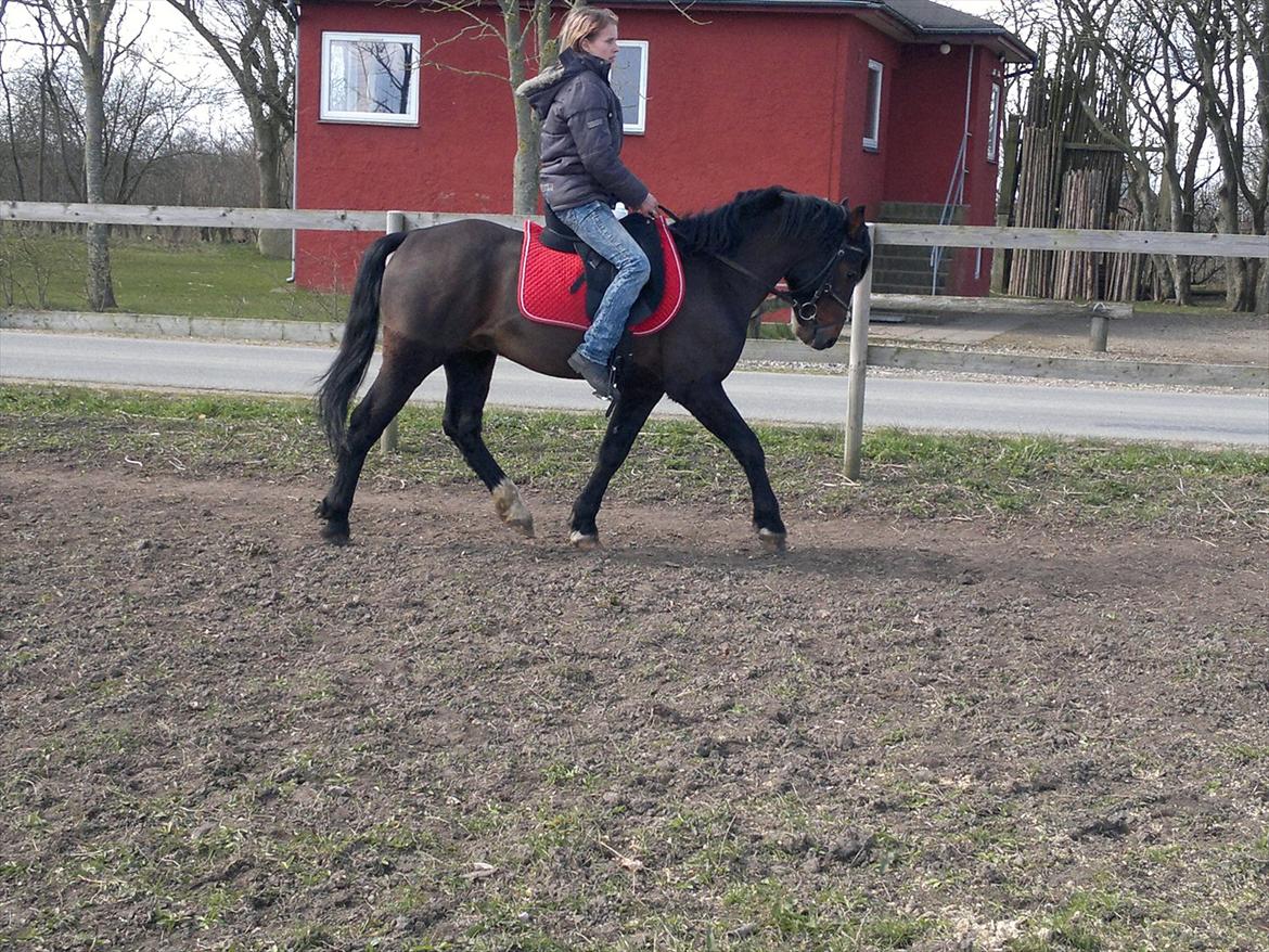 New Forest Stackarps Pablo NFH 139 - Gitte var lige oppe og prøve ham da han afligevel var ude billede 15