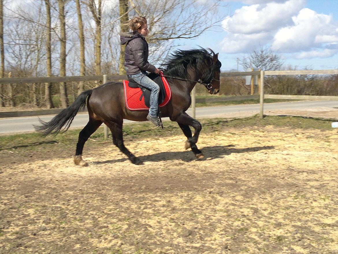 New Forest Stackarps Pablo NFH 139 - igen billede 16