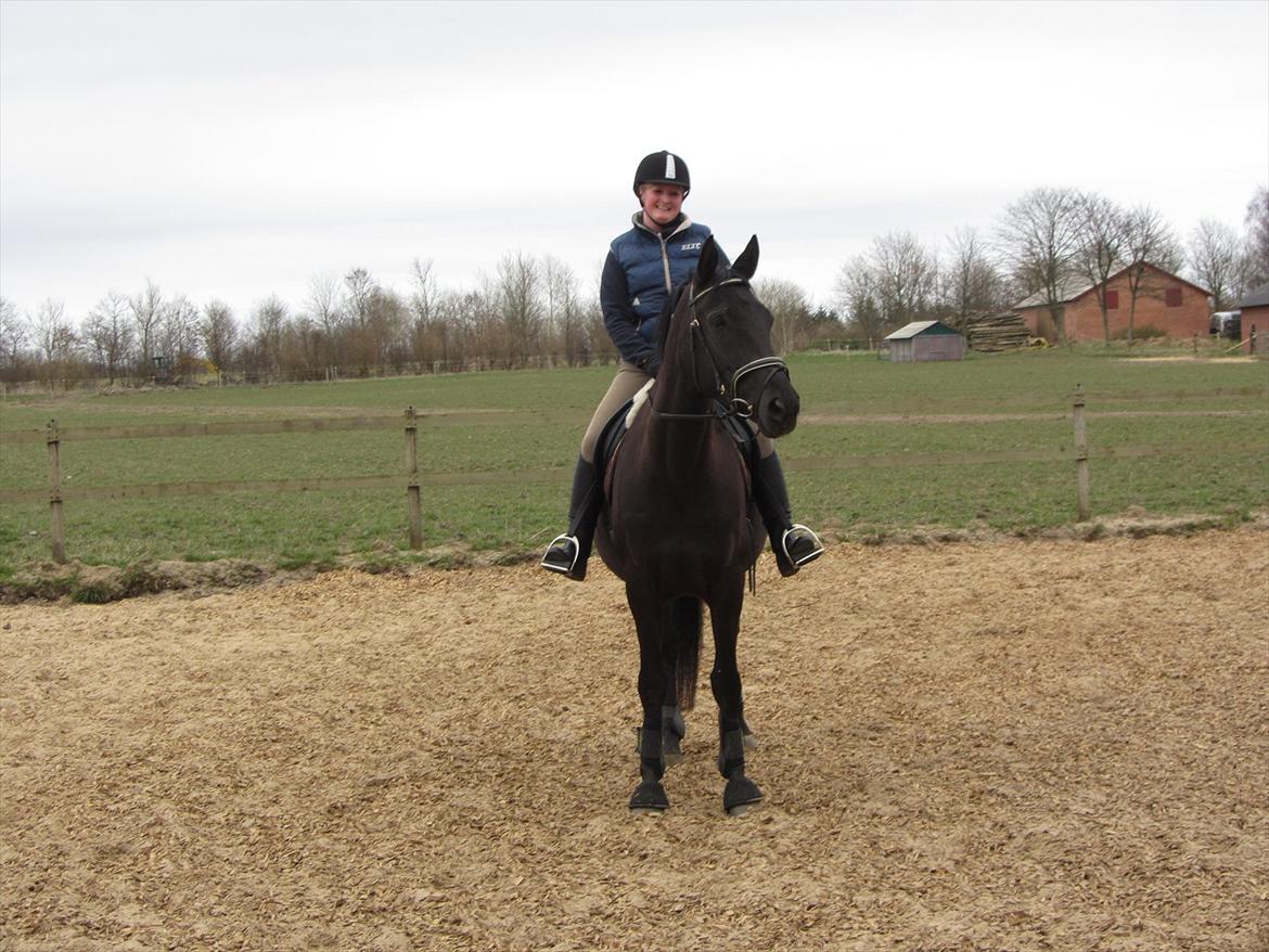 Dansk Varmblod Bomgårdens Black Pearl - Den lykkelige ejer af verdens skønneste hest billede 7