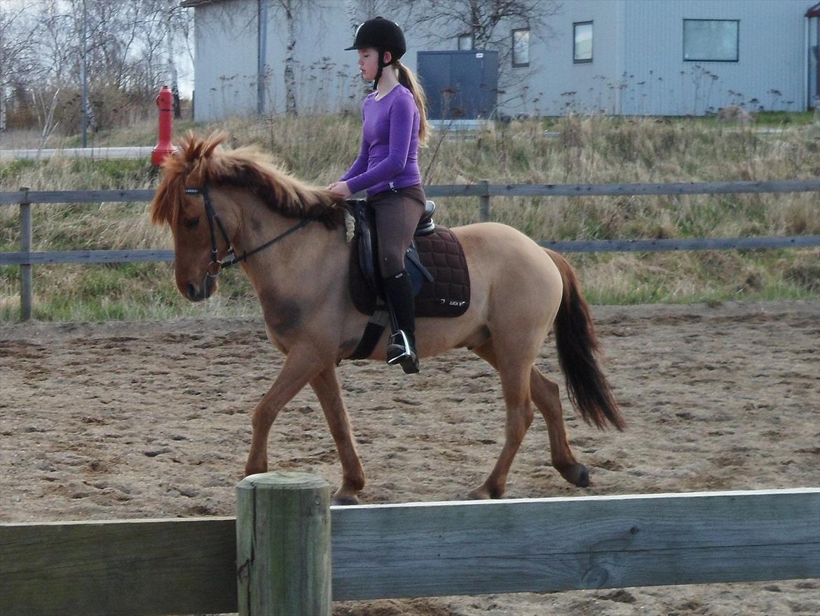 Anden særlig race Lucas <3 - Dressur Træning!<3
-Han gik super fint!<3 billede 12