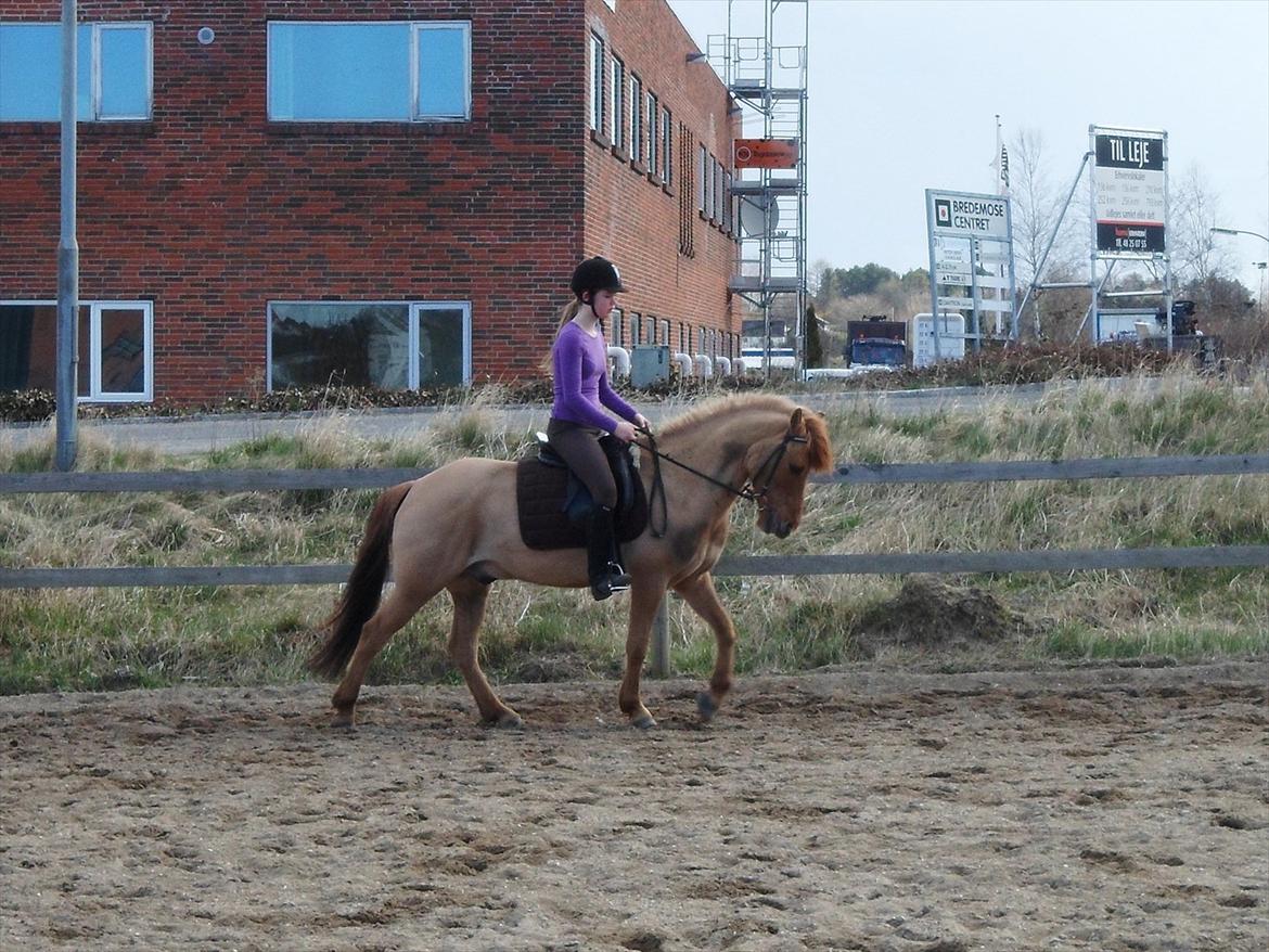 Anden særlig race Lucas <3 - Dressur Træning!
Og ponyen gik rigtig fint!<3 billede 1